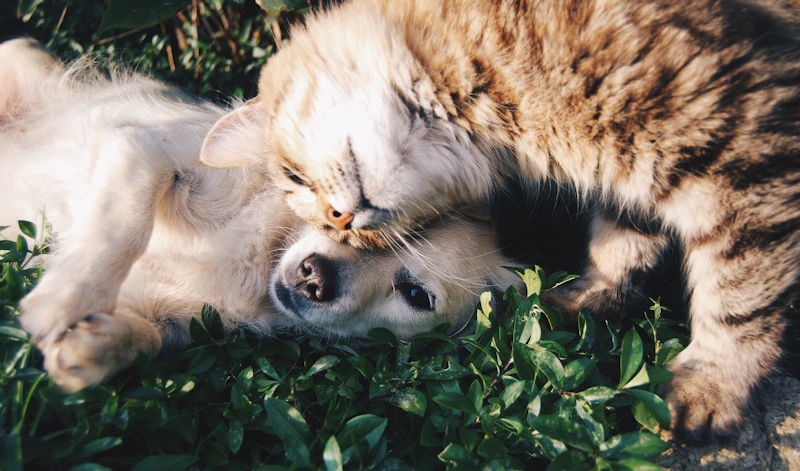 Pet supplies sourcing